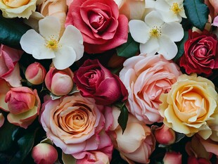 多彩玫瑰与小花的美丽组合