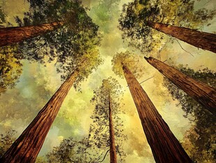 仰视参天巨树的壮丽景观