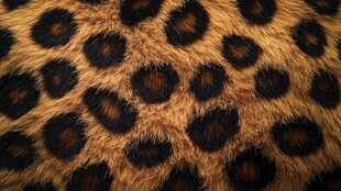 豹纹纹理特写