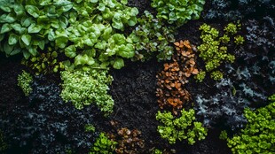 绿植墙景观 生机盎然