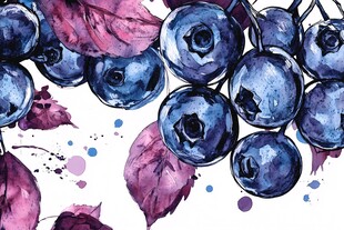 水彩绘蓝莓与紫叶