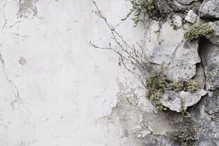 斑驳墙面的生机绿意