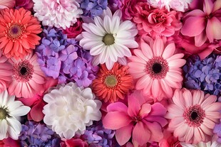 缤纷多彩花卉大集合