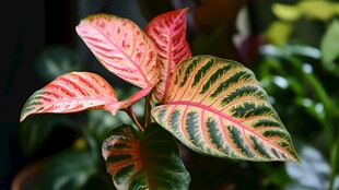 斑斓彩叶植物特写