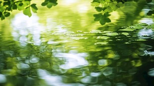 绿意盎然的水面光影世界
