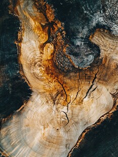 树桩截面的自然纹理之美