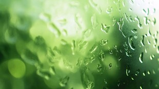 雨润玻璃 绿意朦胧