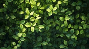 翠绿繁茂的生机绿叶