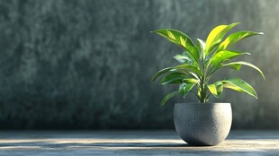 灰盆绿植 静谧空间里的生机