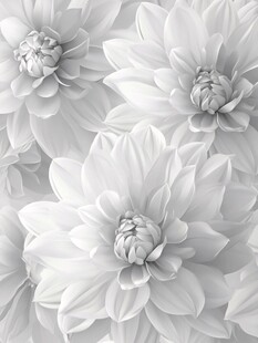 白色大丽花花卉纹理图案