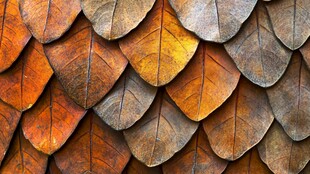 秋叶层叠纹理图