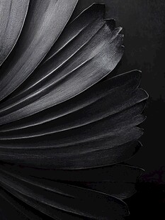 黑色扇形叶片艺术特写