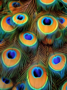 绚丽孔雀羽毛特写