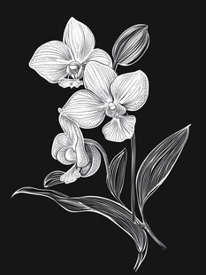 黑白手绘兰花花卉图案
