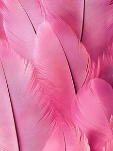 梦幻粉色羽毛纹理特写