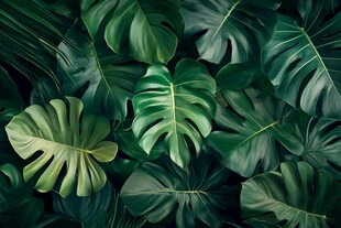 热带龟背竹叶背景图