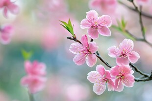粉嫩桃花绽放枝头