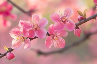 粉嫩桃花枝 春日烂漫景