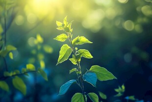 阳光下的嫩绿新枝