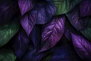 紫绿交织的斑斓叶片