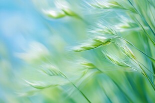 微风拂动的嫩绿麦芒