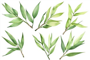 清新水彩风绿竹叶插画