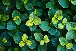 翠绿叶片的生机植物画面