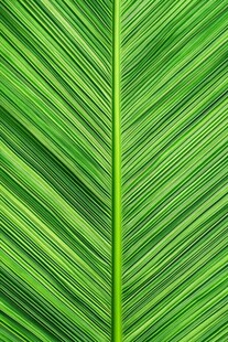 翠绿芭蕉叶纹理特写