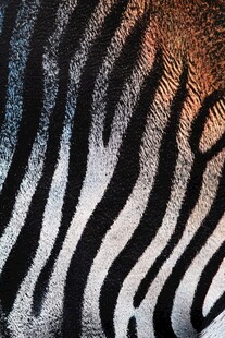 斑马纹路特写