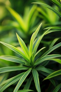 翠绿叶片特写的清新植物