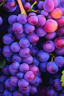 紫艳葡萄 饱满诱人