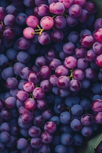 紫葡萄特写 饱满诱人