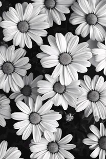 黑白雏菊图案