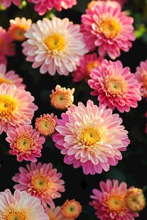 娇艳多彩小雏菊绽放