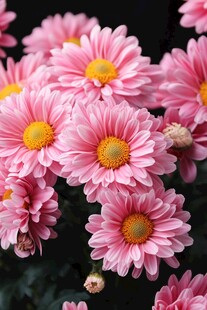 娇艳粉色菊花绽放