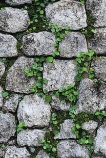 石墙缝隙间的翠绿生机