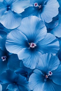 梦幻蓝色木槿花特写
