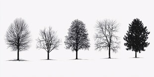 五棵树木的黑白剪影画面