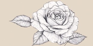手绘单枝白玫瑰图案