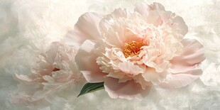 粉色芍药花特写