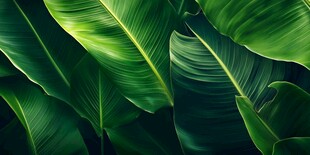 翠绿芭蕉叶 自然生机图景