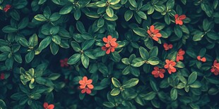 绿叶间的艳红小花