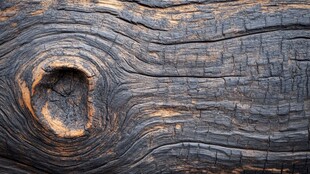 烧焦木纹的独特质感