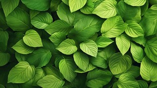 翠绿叶片组成的生机画面