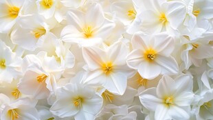 纯洁水仙绽放美丽瞬间