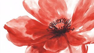 红色水彩风盛开的娇艳花朵