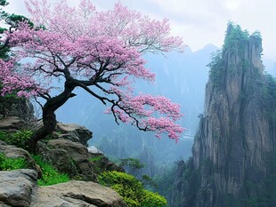 绝壁旁的烂漫粉花树