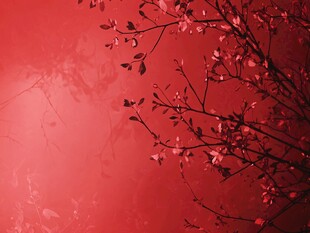 红墙繁花 春日诗意景致
