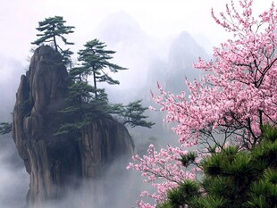 云雾中的山景与烂漫樱花
