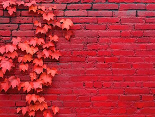 红墙之上的艳红爬藤叶